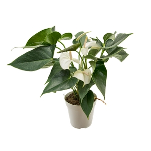 ANTHURIUM SUCCESS WHITE P12 BRANCO