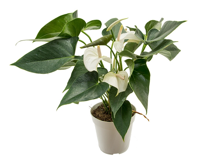 <h4>ANTHURIUM SUCCESS WHITE P12 BRANCO</h4>