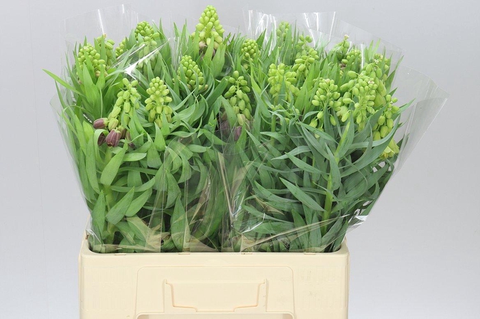 <h4>Fritillaria Persica</h4>