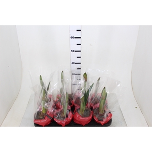 AMARYLLIS P14 VERMELHO
