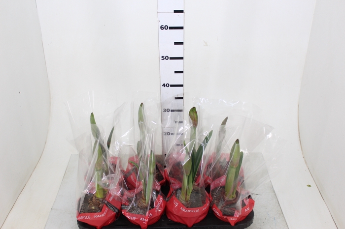 AMARYLLIS P14 VERMELHO