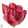 Tulipa do flash point