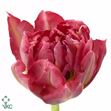 Tulipa do flash point