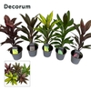 Cordyline Mix 12 cm(Decorum)