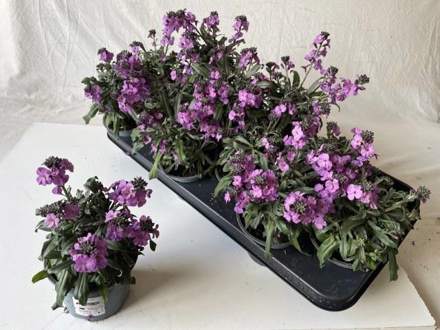 <h4>ERYS CHEIRI</h4>