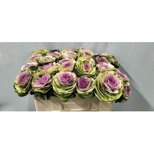 BRASS CRANE BICOLOUR