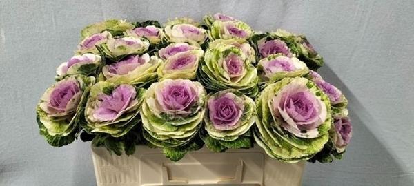 <h4>BRASS CRANE BICOLOUR</h4>