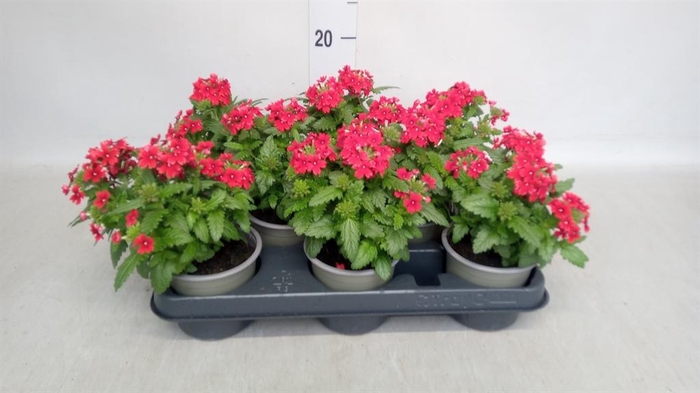 <h4>Verbena   ...</h4>