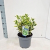 Euonymus japonicus Ovatus Aureus
