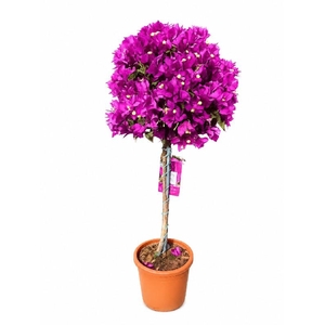 Bougainvillea Alexandra stam