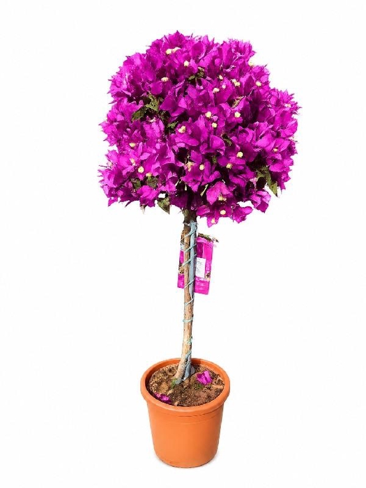 <h4>Bougainvillea Alexandra stam</h4>