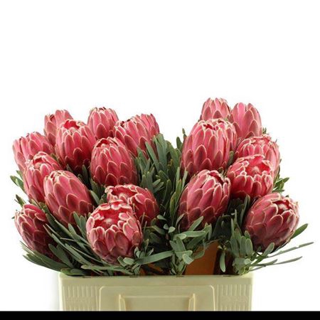 <h4>Protea Venus</h4>