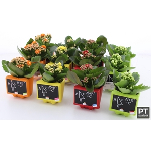 ARR KALANCHOE
