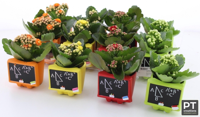 <h4>ARR KALANCHOE</h4>