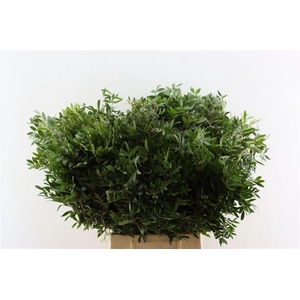 Pistache Spa 60 Cm Per Bos