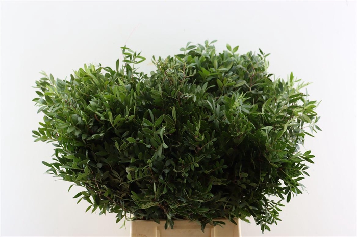 <h4>Pistache Spa 60 Cm Per Bos</h4>