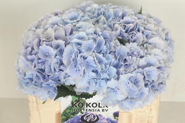 <h4>HYDR M CH VERENA BL</h4>