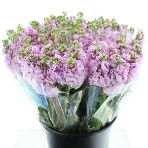 Matth Incana Iron Cherry Blossom Super