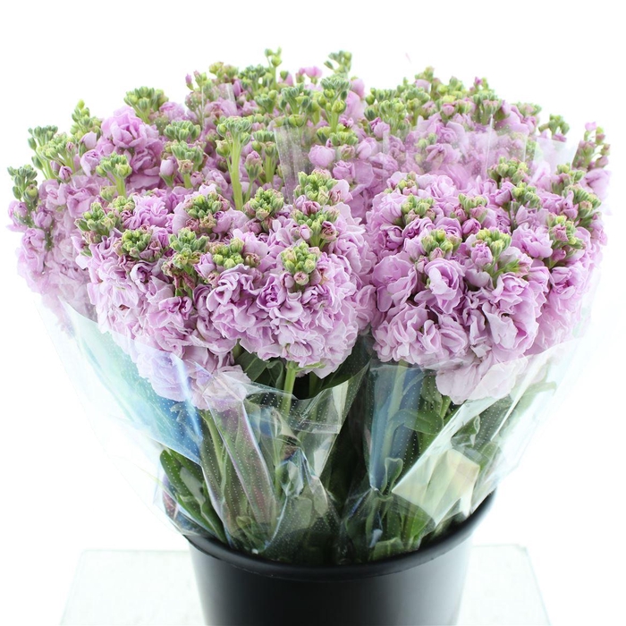 <h4>Matth Incana Iron Cherry Blossom Super</h4>