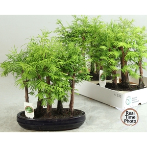 BONSAI OV