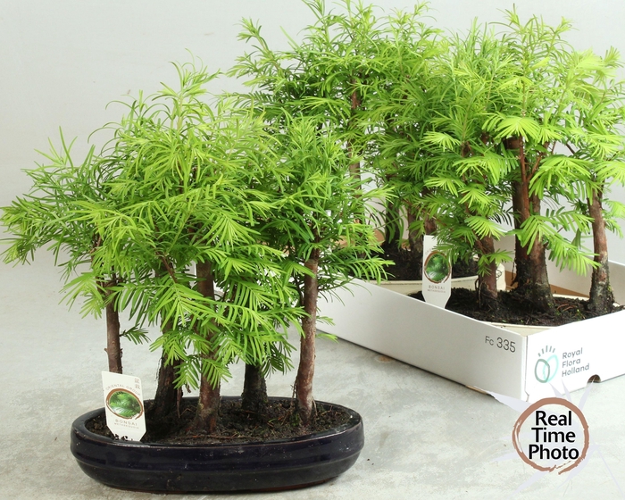 <h4>BONSAI OV</h4>