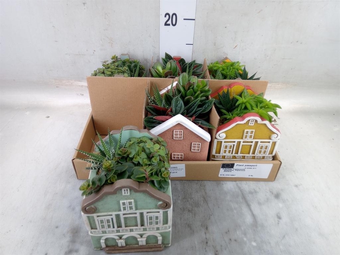 <h4>Arr.   Kamerplant Groen L%</h4>