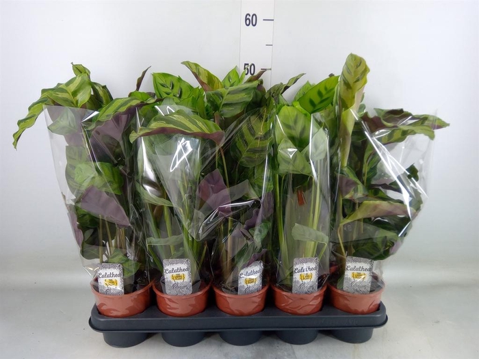 <h4>Calathea ...mix 5</h4>