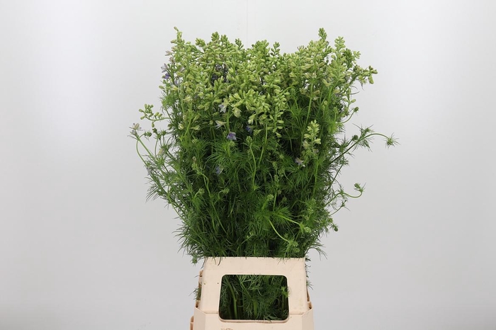 <h4>Cons R Q Dark Blue</h4>