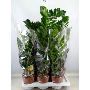 Zamioculcas zamiifolia