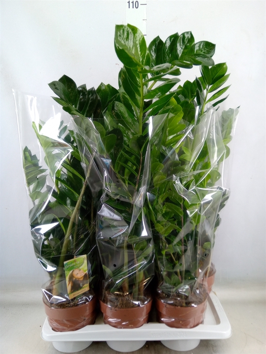 <h4>Zamioculcas zamiifolia</h4>