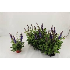 SALVIA BLUE MARVEL