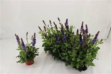 <h4>SALVIA BLUE MARVEL</h4>