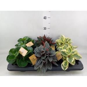 Peperomia   ...mix