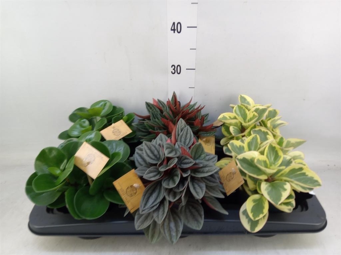 <h4>Peperomia   ...mix</h4>