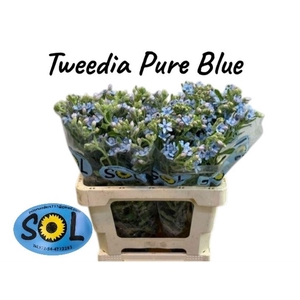 OXY CO TAN PURE BLU