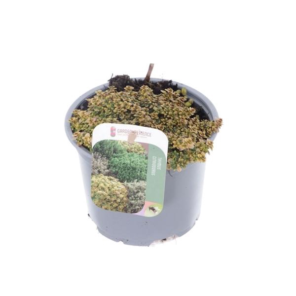 <h4>Thymus 'Doone Valley'</h4>