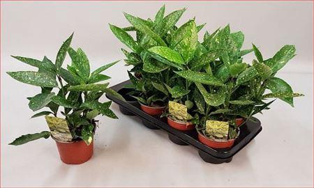 <h4>** Aucuba J Crotonifoli * Spring Deal *</h4>
