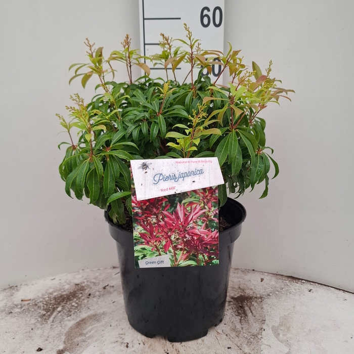 <h4>PIERIS JA RED MILL</h4>