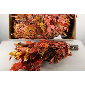 Pf Beech Leafs Bs Autumn 150g