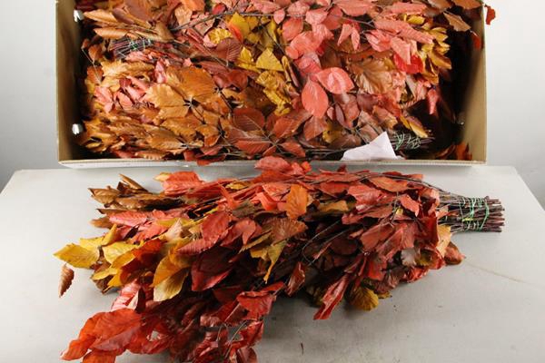 Pf Beech Leafs Bs Autumn 150g