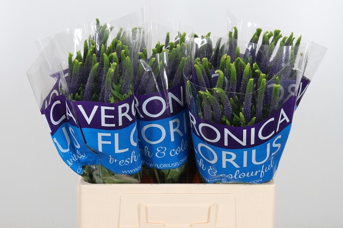 <h4>Veron Smart Diana</h4>