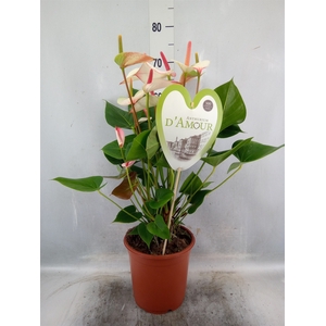 Anthurium  'Pr. Amalia Elegance'