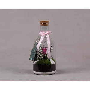 Green Bottle Fles Small met Tillandsia love
