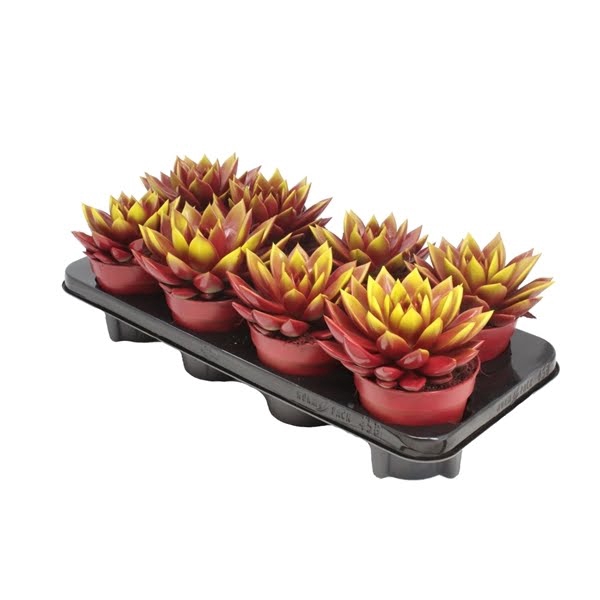 <h4>Echeveria Bicolor Red/Yellow</h4>