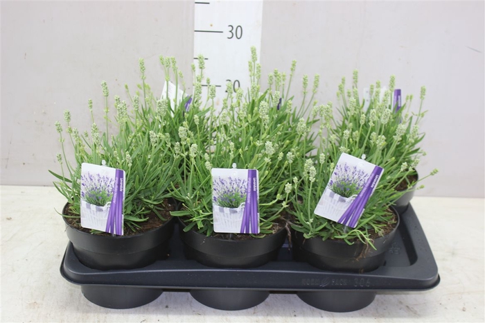 <h4>Lavandula An Alba</h4>