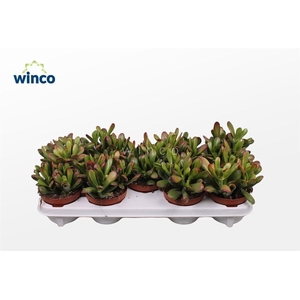 Crassula Hobbit-sunset