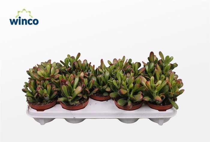 <h4>Crassula Hobbit-sunset</h4>