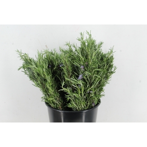 ROSMARINUS OFFICINALIS 200GR
