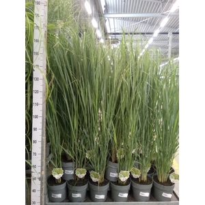 Panicum virgatum