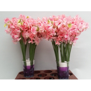 LATHYR PINK WEDDING